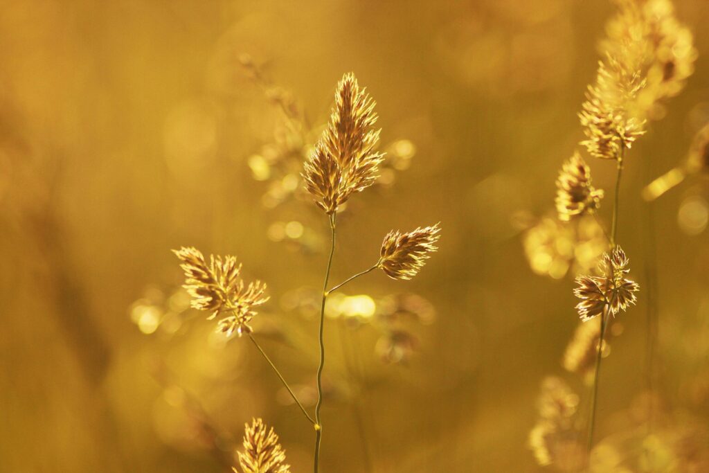 pexels-photo-256643-256643 Close-up of wheat stalks glowing in the golden summer light creating a warm, nostalgic atmosphere.