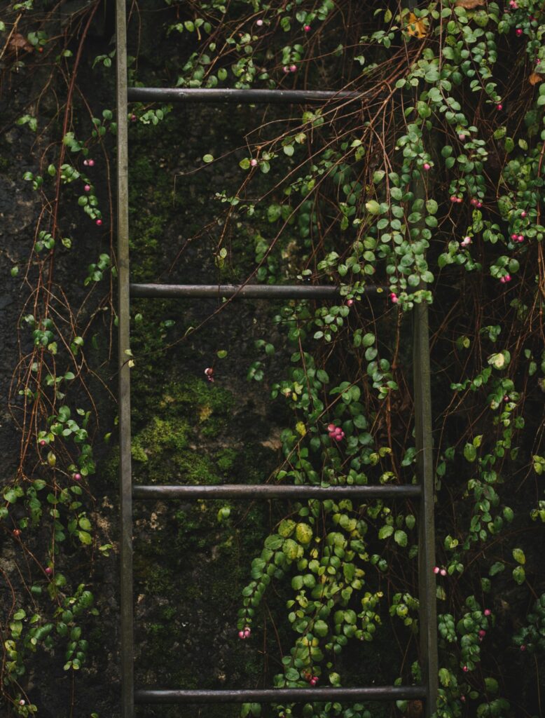 pexels-photo-3283453-3283453 Close-up photo of lush green vines climbing a rustic ladder on a mossy wall outdoors.